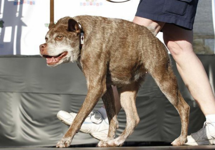 Kvazi Modo proglašen za najružnijeg psa na svijetu