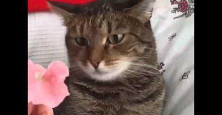 (VIDEO) URNEBESNO: Kad vidite šta je izbezumilo ovu mačku, plakat ćete od smijeha!