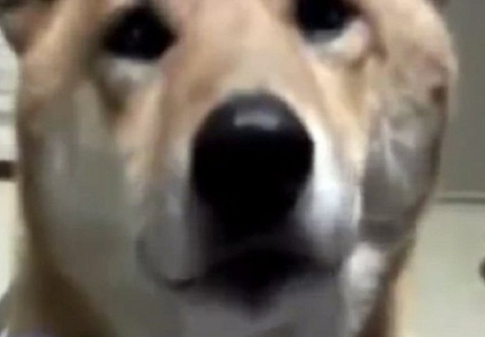Zamolila je psa da laje tiše: NJEGOVA POSLUŠNOST JE NASMIJALA SVIJET (VIDEO)