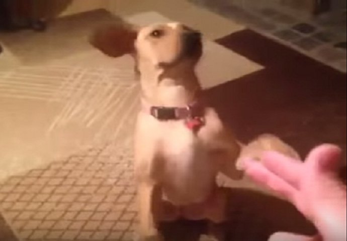 HIT NA INTERNETU: Pas glumi da je upucan (VIDEO)