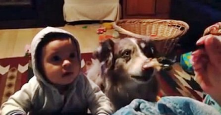 Mama je zamolila bebu da kaže "Mama", ali obratite pažnju na ono što je pas uradio!
