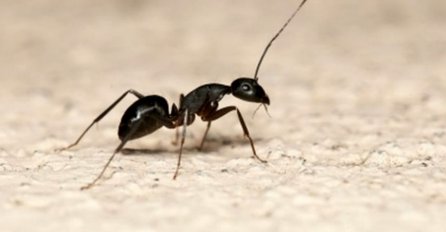 Jednostavan trik: Riješite se mrava iz vašeg stana 