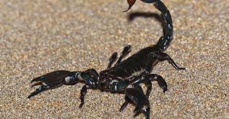 Uklanjanje tumora pomoću otrova škorpiona