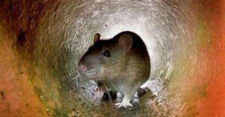 ODVRATNI SU NAM, ali ni ne slutimo da  pacovi spašavaju živote hiljadama ljudi