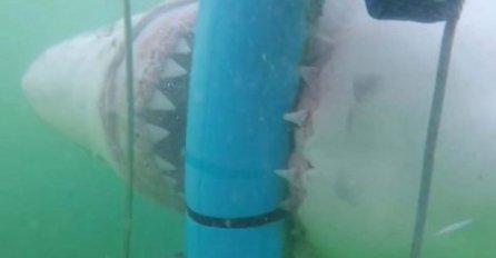 Ajkuline čeljusti nikad nisu bile bliže na nekom snimku