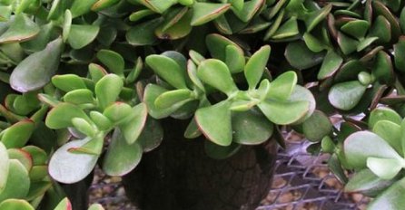 Ova biljka  pozitivno utječe na posao i privlači energiju novca!