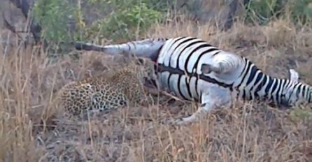 BIZARNA ''OSVETA'': Leopard je pokušao zagristi mrtvu zebru, no ono što se desilo ga je šokiralo!