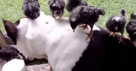 Pogledajte šta se desi kada pit bull dođe kod pilića!