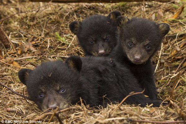 14c10939000005dc-3146909-image-a-4-1435828162088