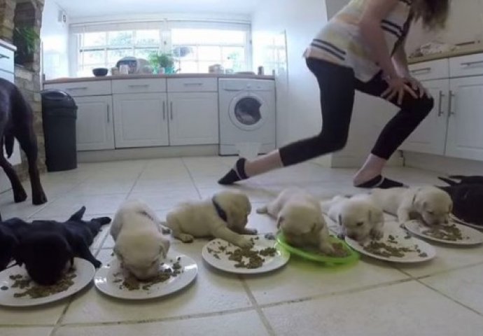 Trinaestoro malih labradora jedu po prvi put: Istopit ćete se gledajući...