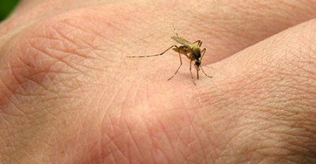 Na tragu veoma korisne studije: Naukom zavarali komarce da ne ugrizaju ljude
