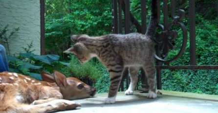 Evo šta se desi kada mače i lane nabasaju jedno na drugo (VIDEO)