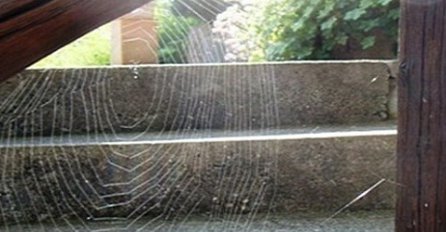 Želite se riješiti pauka i njihove mreže u kući? NABAVITE OVU BILJKU!