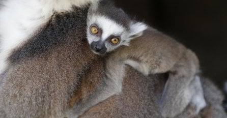 Najznačajniji događaj u Pionirskoj dolini: Par lemura dobio blizance