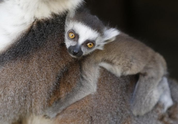 Najznačajniji događaj u Pionirskoj dolini: Par lemura dobio blizance