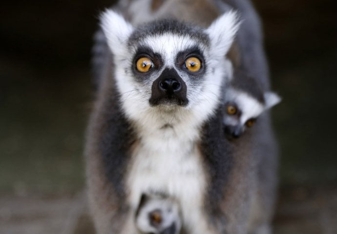 Neočekivana prinova u sarajevskom zoološkom vrtu Pionirska dolina: Par lemura dobio blizance