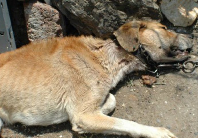 MONSTRUM: Žena iz Bora mjesecima izgladnjivala psa dok nije umro