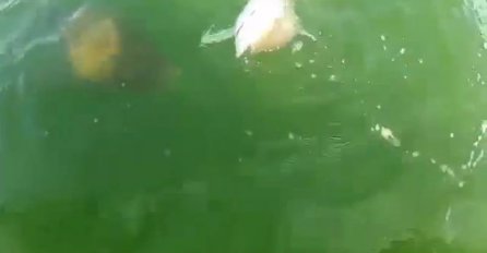 NEMAN IZ DUBINA: Umjesto ribolovačkog trofeja, morski pas postao užina morskog čudovišta!