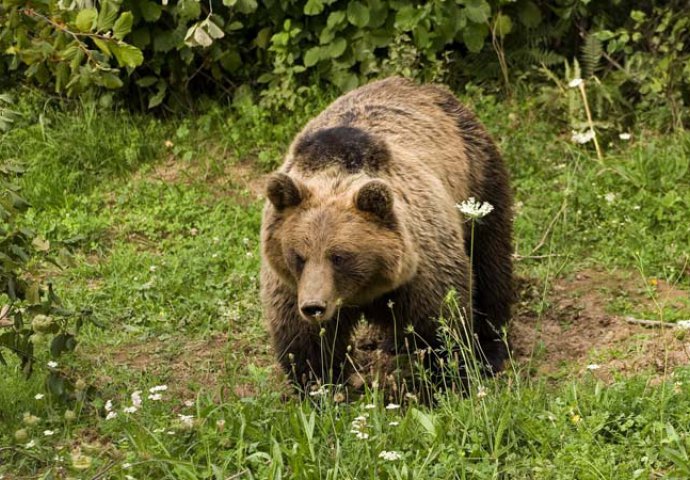 Susret s medvjedom: "Gleda u mene ćumbavom njuškom i škiljavim očima" (VIDEO)