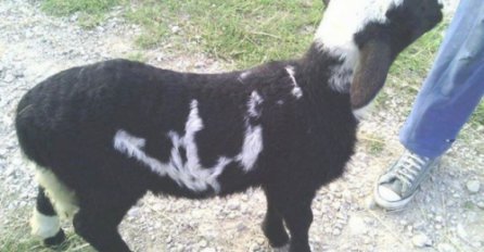 U Srbiji rođeno jagnje na kojem piše "Allah"