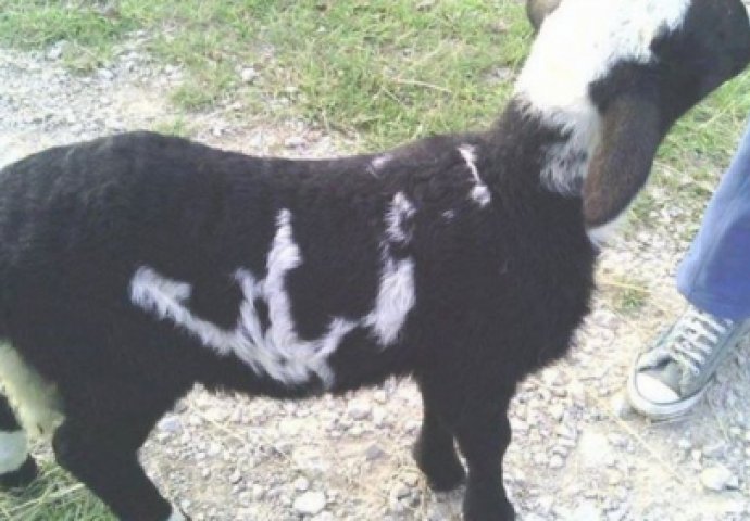 U Srbiji rođeno jagnje na kojem piše "Allah"