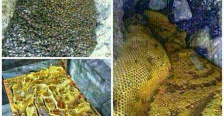 U brdskom području na jugu Jemena otkrivene "rijeke meda"