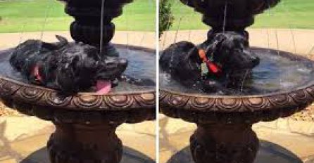 Pametan pas: Pogledajte na koji način je ovaj pas pronašao spas od visokih temperatura!