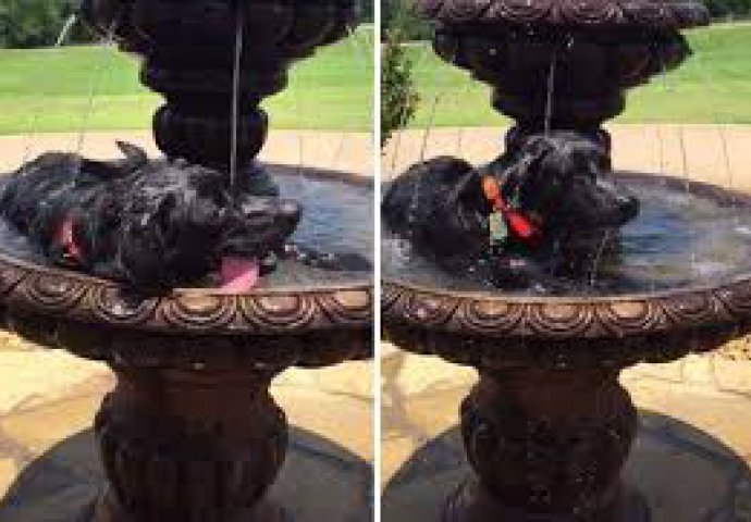 Pametan pas: Pogledajte na koji način je ovaj pas pronašao spas od visokih temperatura!