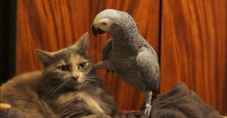 Papagaj pokušava da privuče pažnju mačke, a mačka mu uzvraća na ovaj način!