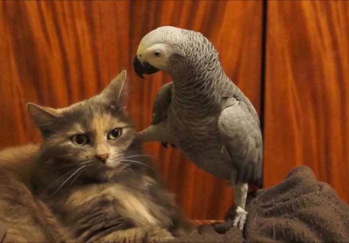 Papagaj pokušava da privuče pažnju mačke, a mačka mu uzvraća na ovaj način!