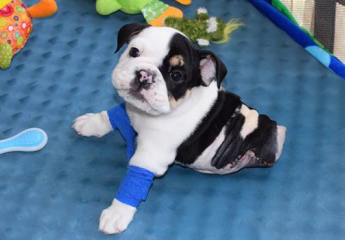 Ovaj pas rođen je sa bolnim nedostatkom, ali ipak će vam rastopiti srce 