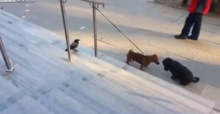 URNEBESAN SNIMAK: Ova dosadna ptica uistinu nema srama, pokvarila je psiću i ''ašikovanje''