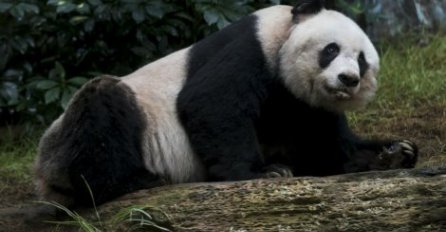 Ona će uskoro postati najdugovječnija panda na svijetu!