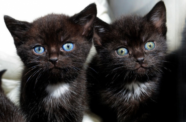 15-macica-kofer-4-620x408