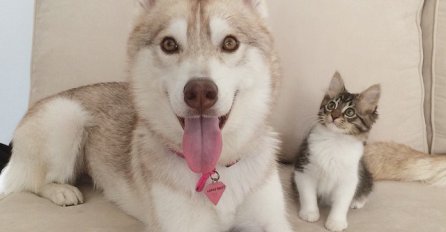 Najslađi duo na svijetu: Neobično prijateljstvo mačića i sibirskog haskija