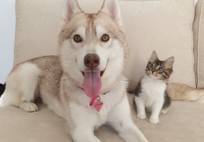 Najslađi duo na svijetu: Neobično prijateljstvo mačića i sibirskog haskija