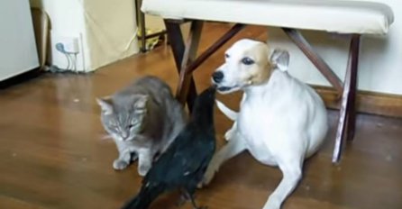 (VIDEO) Pogledajte kako ptica hrani mačku i psa, pa zašto je teško čovjeku nahraniti čovjeka?