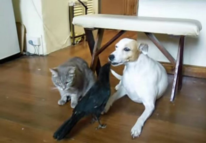 (VIDEO) Pogledajte kako ptica hrani mačku i psa, pa zašto je teško čovjeku nahraniti čovjeka?