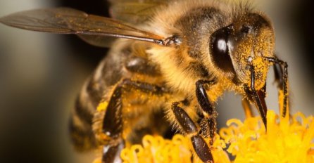 (VIDEO) Pčela je sve manje, a evo zbog čega su i ljudi u opasnosti!