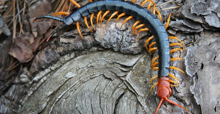 Ne biste je htjeli ugledati pored sebe u krevetu: Ova divovska stonoga jede čak i zmije!