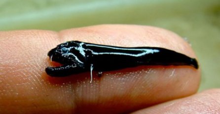 NAUČNICI IZNENAĐENI Nisu mogli ni da sanjaju da će na najpopularnijoj plaži naći OVAKVA bića 