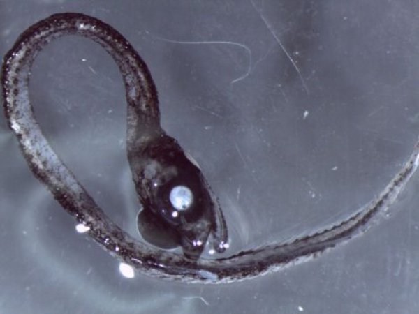 640990-idiacanthidae-ff