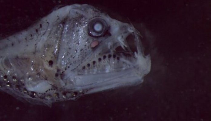 640987-chauliodontidae-f