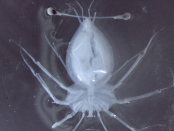 640986-larvallobster-ff