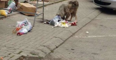  Priština: Psi lutalice rastrgali novorođenče