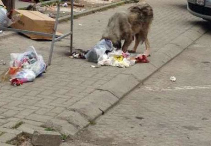  Priština: Psi lutalice rastrgali novorođenče