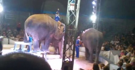 (VIDEO) Slon je izvodio trik u cirkusu, a nekoliko sekundi poslije poblika je vrištala od straha