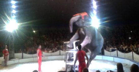 Video koji slama srce: Zbog ovog treba zabraniti cirkuse