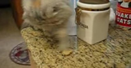 PARTNERI U ZLOČINU: Mačka vlasnicima krade hranu da bi hranila psa!