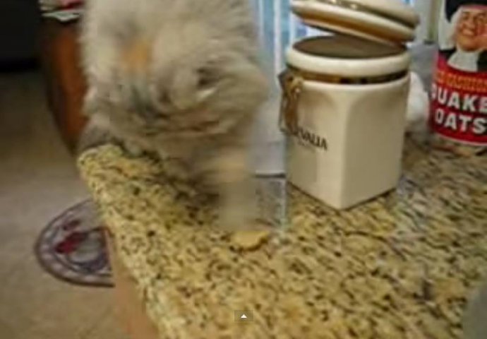 PARTNERI U ZLOČINU: Mačka vlasnicima krade hranu da bi hranila psa!